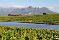 South African Artists Bring Colorful Art to Stellenbosch Vineyards