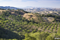 Holiday Shopping Guide: Paso Robles Seasonal Stores & Events