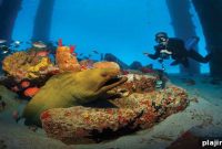 Top Scuba Diving Sites Around the World