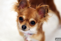 Chihuahua Airlift Rescue: How 100+ Dogs Were Evacuated by Plane