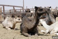 Camel Trading Explained: How the Market Works and How to Trade Camels