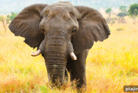 Safari Style: What to Wear on an African Adventure