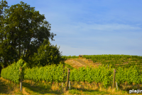Taste of Washington: Top Foods, Wineries & Local Eats Guide
