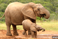 Save the Elephants: How You Can Protect Wildlife and Habitats