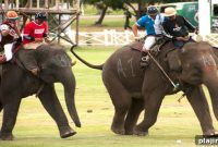 King’s Cup Elephant Polo: Dates, Teams & How to Attend