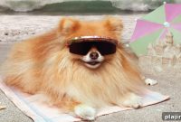 Why Dogs Deserve VIP Treatment: Top Tips for Pampered Pets