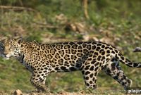 Jungle Jags: Explore the Wild Jaguar Conservation Story