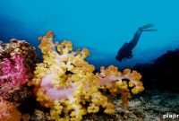 Snorkel and Dive With Tropical Fish in Fiji
