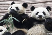 Panda-Monium in Washington, D.C.: A Wild Day with the Pandas