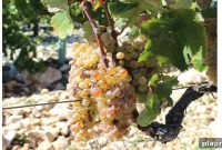 Provence White Wines: Discover Regional Styles and Top Picks