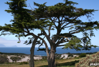 Under the African Milkwood: Coastal Trees, Uses, and Facts