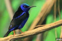 Birdwatching in Belize: Top Spots, Seasons & Tour Tips