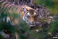 Taj Safaris Reopens for Winter Season: Top Wildlife Tours 2024
