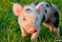 One Little Piggy: Charming Nursery Rhyme & Story for Kids
