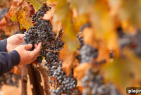 Discover Wine Country: Top Vineyards, Tasting Tips & Tours