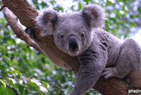 Complete Guide to Koalas: Facts, Habitat, and Conservation