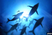 Epic Whale Tale: Unforgettable Ocean Adventure & Facts