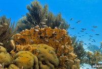 Protecting Coral Reefs: Practical Actions to Save Coral Ecosystems