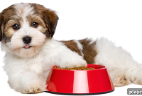Pampered Pets at The Pierre: Luxury Pet-Friendly Stay in NYC