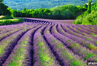 Active Adventures in Provence: Explore Lavender Fields, Villages & Trails