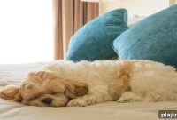Radisson Blu Warwick Adds Pet-Friendly Rooms for Traveling Dogs and Cats