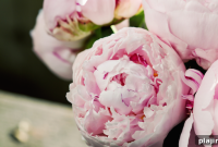 Spring Arrives at Chicago O’Hare: What Travelers Should Know
