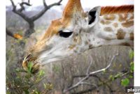 South Africa Safari Photo Guide: Top Wildlife & Where to See It