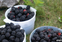 Blackberry Harvest Season Begins at San Antonio Hill Country Resort