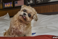 Pets Welcome at Philadelphia’s Radisson Blu — Pet-Friendly Hotel Guide