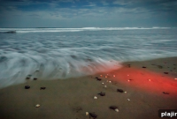 Nesting Sea Turtles Return to Nicaragua’s Pacific Beaches