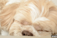 Sofitel San Francisco: Pet-Friendly Luxury Travel Guide