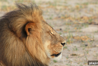 Delta Implements Ban on Animal Trophies: What Hunters Need to Know