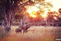Luxury Walking Safari in Zambia: Ultimate Wilderness Adventure
