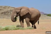 Disconnect to Reconnect: Wilderness Safari Experiences in Africa
