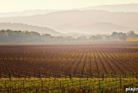 Lark Hotels Launches New Napa Valley Hotel This Spring