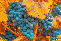 Savor Malbec in Mendoza: Top Wineries & Tasting Tours
