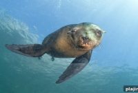 Marine Mammal Encounters with One Ocean Expeditions