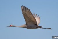 Sandhill Cranes and Prairie Chicken Dancing Displays in Nebraska