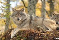 Sleep Among Wolves: New Norwegian Lodge Offers Overnight Stays