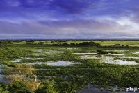 Pantanal Wildlife Photo Safari: Pantanal Wilderness Photo Tour