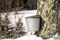 Maple Season in New England: Celebrating Local Sugarhouses & Events
