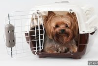 Delta Air Lines Updates Pet Travel Rules: What Owners Must Know