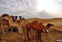 Discover Local Lore in the UAE’s Empty Quarter: A Travel Guide