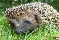 Hedgehog Café Opens in Tokyo: Where to Visit and What to Expect