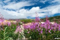 Experience Wildflower Programming at The Ritz-Carlton, Bachelor Gulch