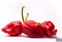 America’s Hottest Dishes: Where to Find Fiery Foods Nationwide