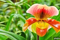 Thailand in Bloom: New York City Floral Festival Guide