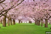 Top Destinations Around the World to See Cherry Blossoms