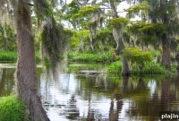 Discover Cajun Country: Top Experiences and Food in Louisiana
