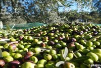 Olive Harvest Festivals in Italy: When and Where to Celebrate